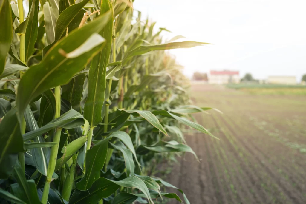 Seeding the Future for African Farmers